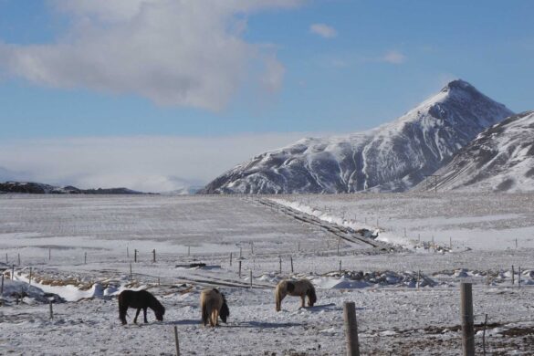 Icelandic horses