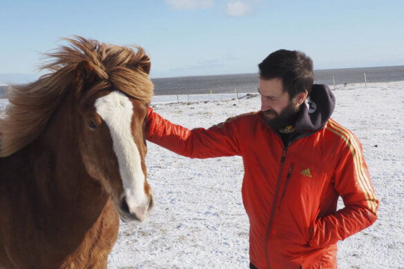 Icelandic horses