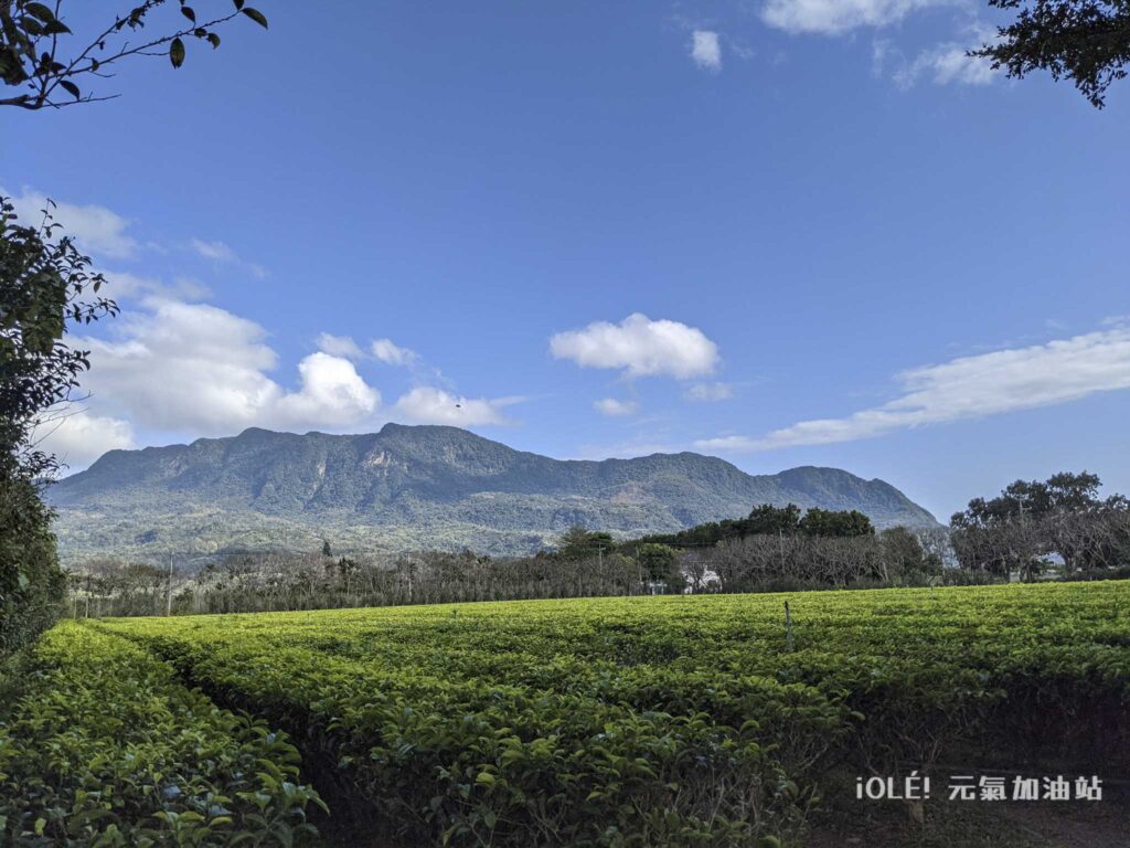 鹿野茶改場