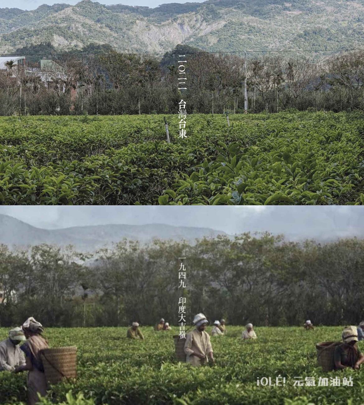 鹿野茶改場