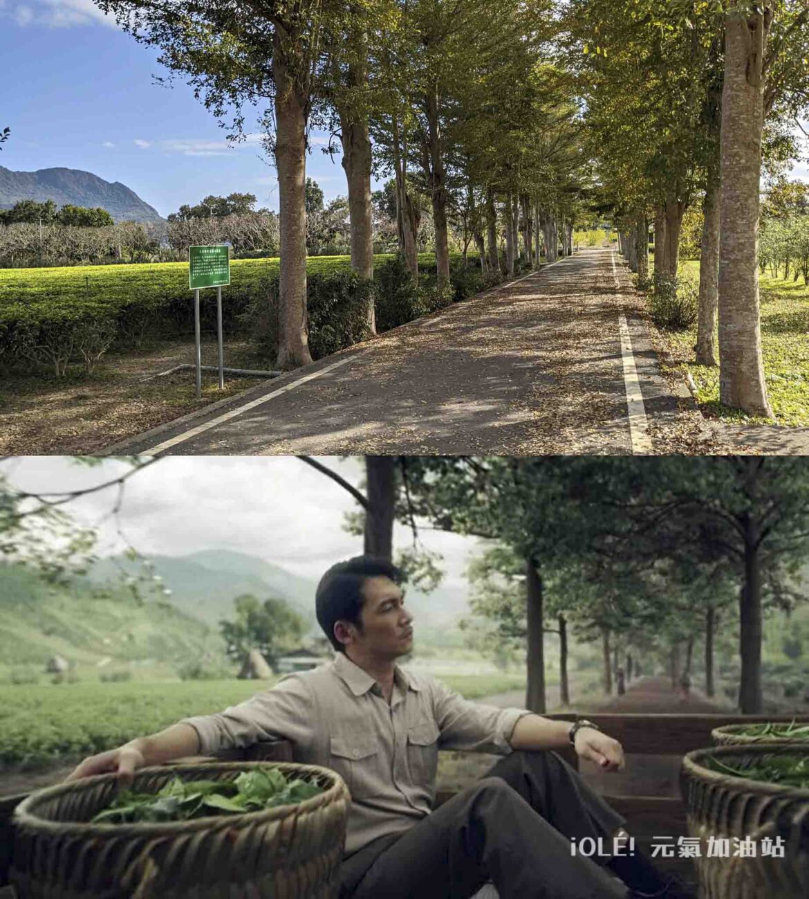 鹿野茶改場