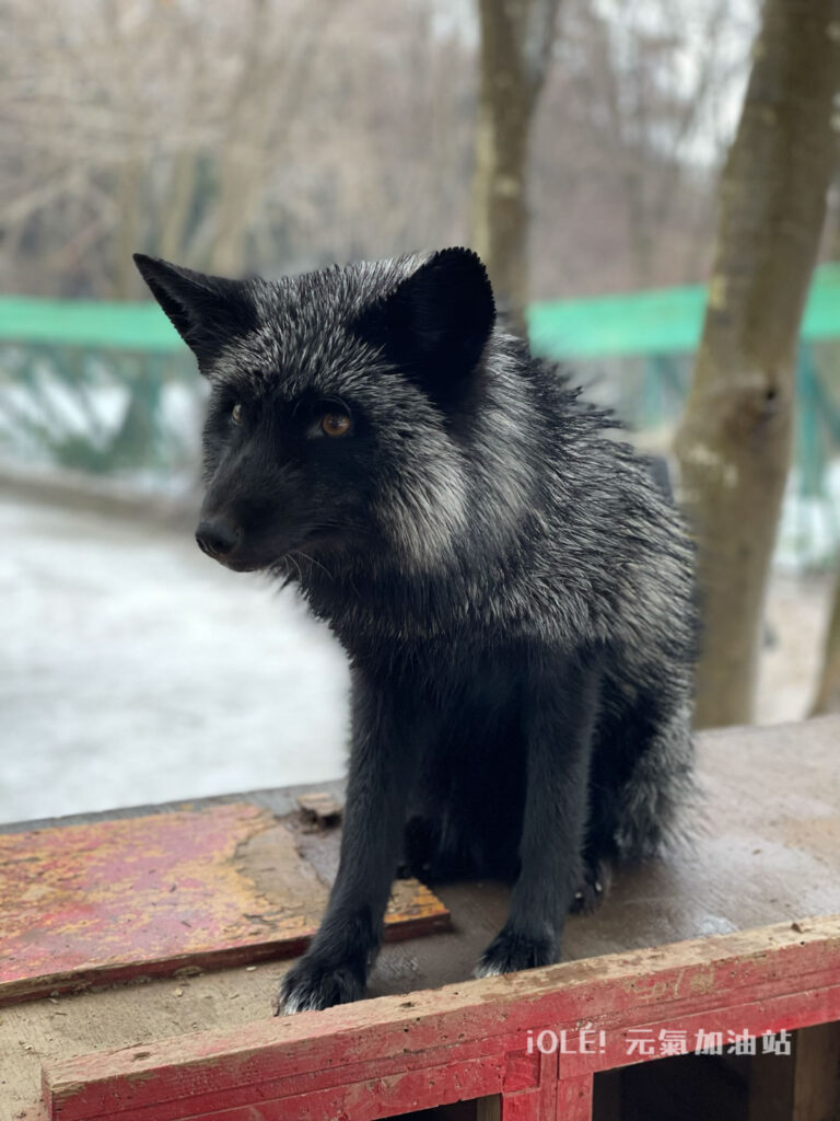 藏王狐狸村 Zao Fox Village