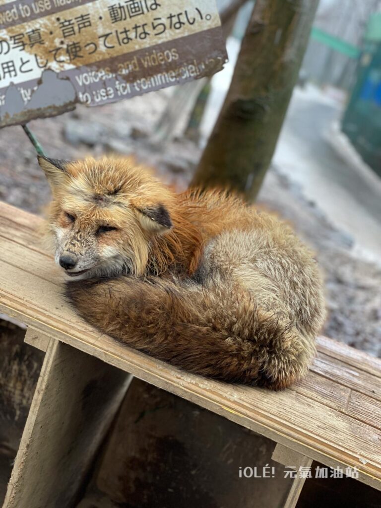 藏王狐狸村 Zao Fox Village