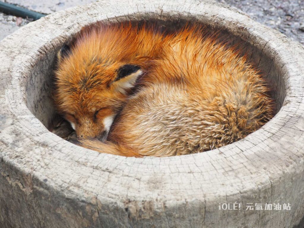 藏王狐狸村 Zao Fox Village