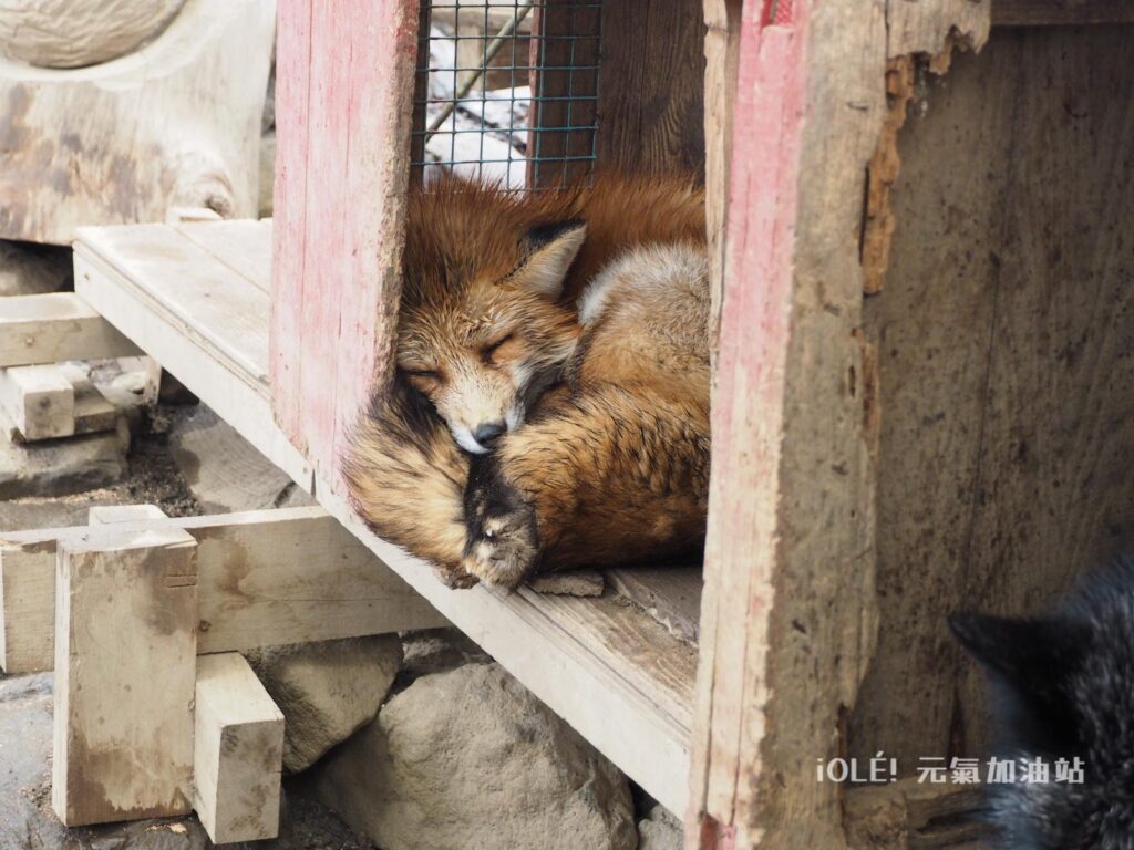 藏王狐狸村 Zao Fox Village