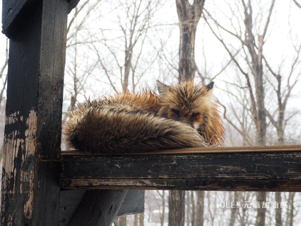 藏王狐狸村 Zao Fox Village